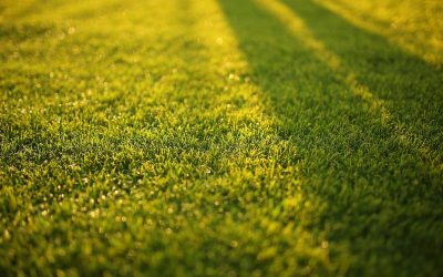 Lawn Maintenance, Lawn Care, Lawn Aeration & Overseeding