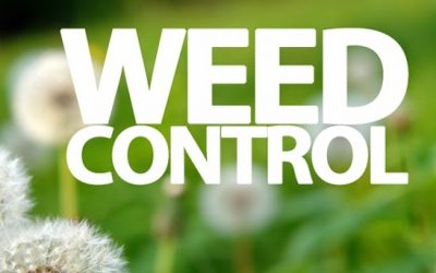 Weed Control, Lawn Maintenance, Lawn Care, Weed free lawn